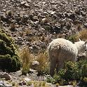 Peru 0670